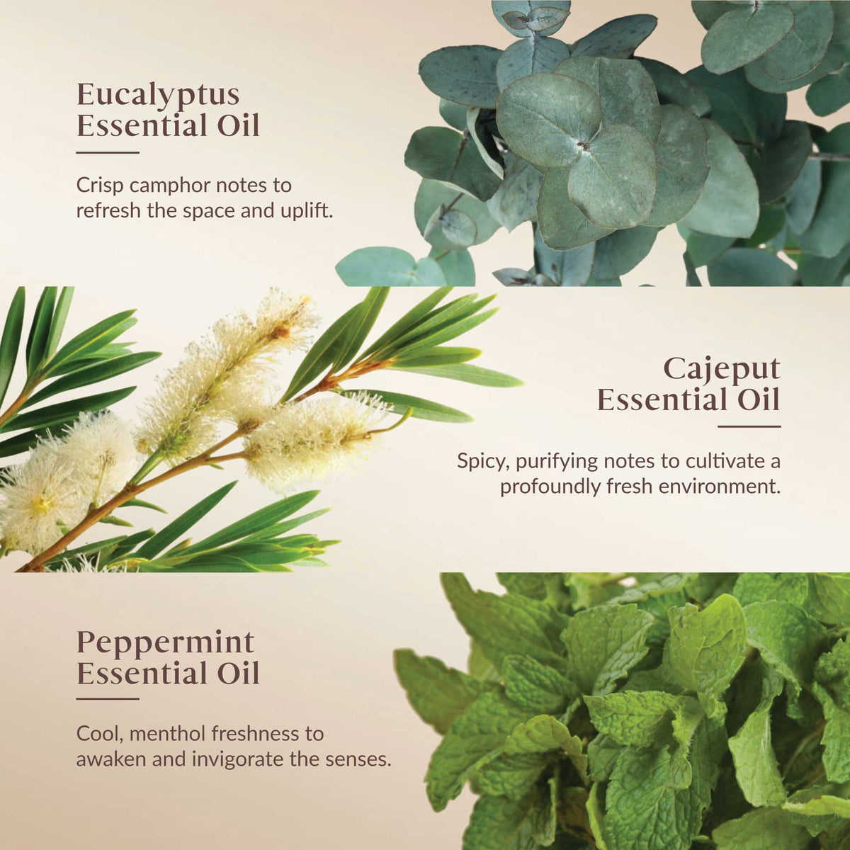 Promotional image of eucalyptus, cajeput, and peppermint essential oils with plant images and descriptive text.